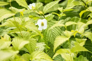 Rhodotypos scandens - 2 Ltr pot - image 4