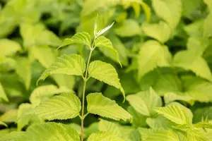 Rhodotypos scandens - 2 Ltr pot - image 1