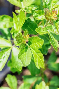 Rhus aromatica 'Grow-Low' - 30-40 CM C3 - image 2