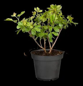 Rhus aromatica 'Grow-Low'