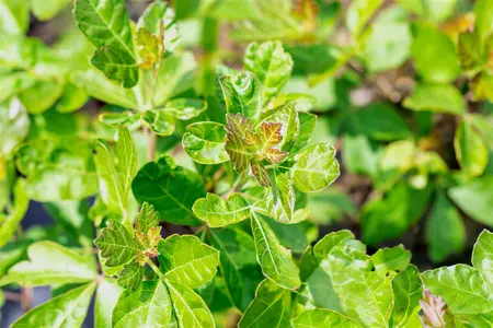 Rhus aromatica 'Grow-Low' - 3 Ltr pot - image 2