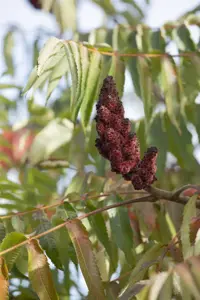 Rhus glabra