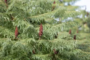 Rhus glabra 'Laciniata'