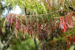 Rhus typh. 'Tiger Eyes'