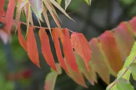 Rhus typhina - 80-100 CM C5 - image 2