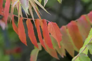 Rhus typhina - 80-100 CM C5 - image 2