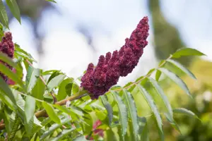 Rhus typhina - 80-100 CM C5 - image 4