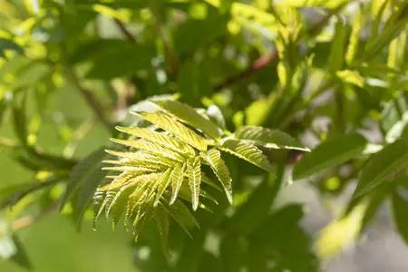 Rhus typhina - MULTISTEM 150-175 CM C40 - image 5