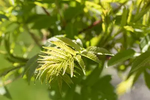 Rhus typhina - MULTISTEM 150-175 CM C40 - image 5