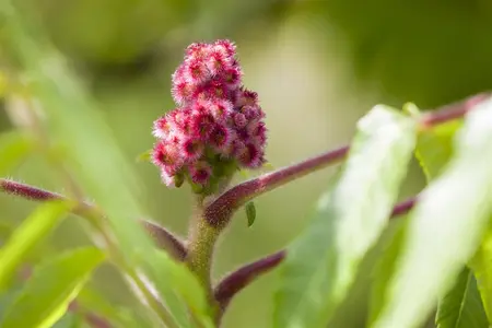 Rhus typhina - 80-100 CM C10 - image 3