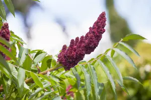 Rhus typhina - 80-100 CM C10 - image 4