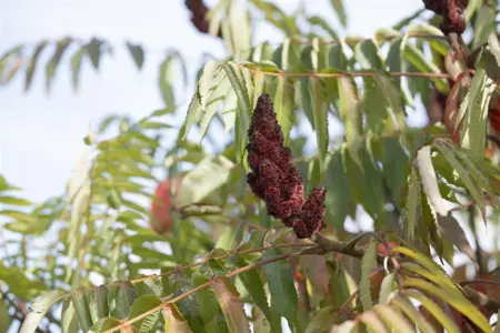 Rhus typhina 'Dissecta' - 60-80 CM C7.5 - image 2
