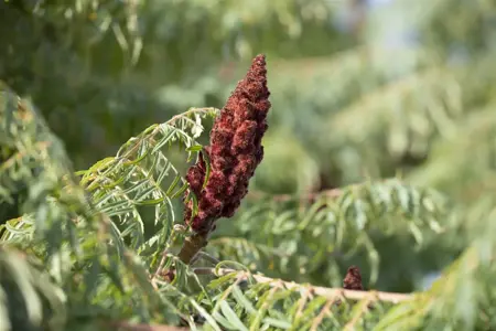Rhus typhina 'Dissecta' - 60-80 CM C7.5 - image 3