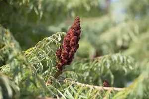 Rhus typhina 'Dissecta' - 60-80 CM C7.5 - image 3