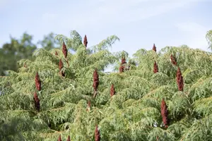 Rhus typhina 'Dissecta' - 60-80 CM C7.5 - image 4