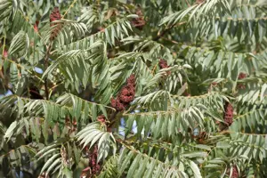 Rhus typhina 'Dissecta' - 60-80 CM C7.5 - image 5