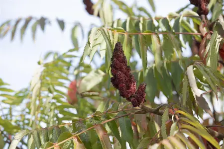 Rhus typhina 'Dissecta' - MULTISTEM 175-200 CM C70 - image 2