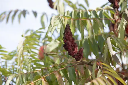 Rhus typhina 'Dissecta' - 50-60 CM C5 - image 2