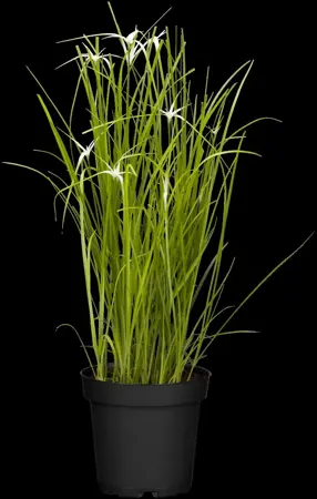 Rhynchospora colorata - P9