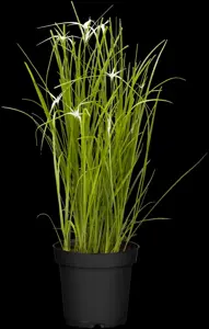 Rhynchospora colorata