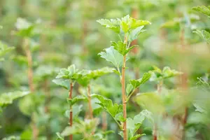 Ribes alpinum 'Schmidt' - 3 Ltr pot - image 2