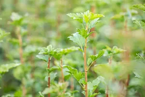 Ribes alpinum 'Schmidt' - 40-60 CM - image 2