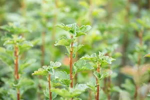 Ribes alpinum 'Schmidt' - 30-40 CM C10 - image 1