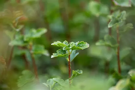 Ribes alpinum 'Schmidt' - 60-80 CM C12 - image 3