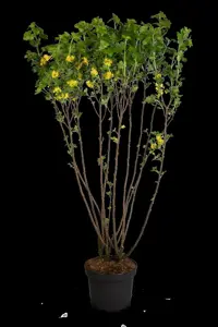 Ribes aureum - 40-60 CM C3 - image 5