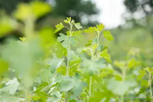 Ribes aureum - 40-60 CM C3 - image 4