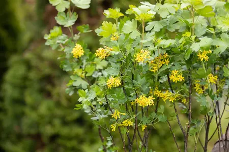 Ribes aureum - 50-60 CM C5 - image 5