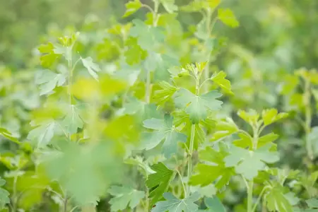 Ribes aureum - 40-60 CM C3 - image 1