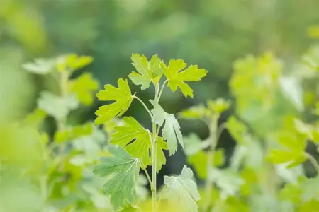 Ribes aureum - 40-60 CM C3 - image 3