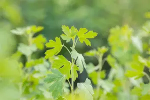 Ribes aureum - 40-60 CM C3 - image 3