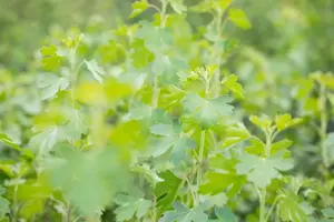 Ribes aureum