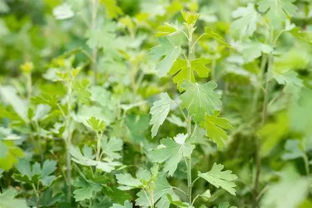 Ribes aureum - 3 Ltr pot - image 2