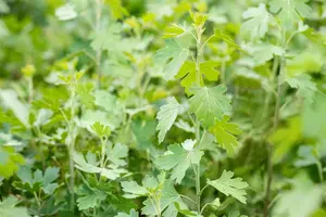 Ribes aureum - 3 Ltr pot - image 2