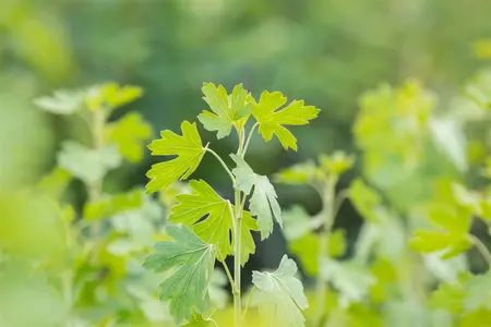 Ribes aureum - 3 Ltr pot - image 3