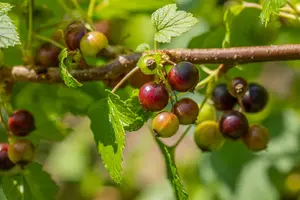 Ribes nigr. 'Ben Sarek' - 40-50 CM C3 - image 2
