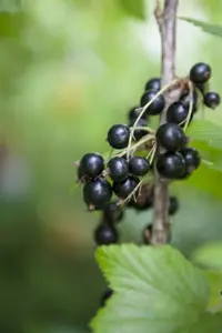 Ribes nigr. 'Black Reward' - 40-50 CM C2 - image 2