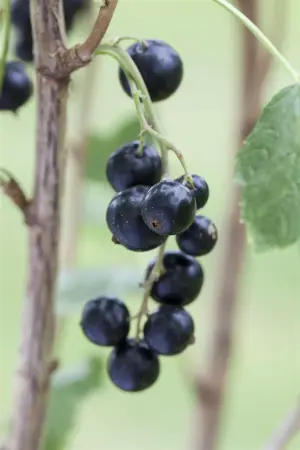 Ribes nigr. 'Black Reward' - 40-50 CM C2 - image 4