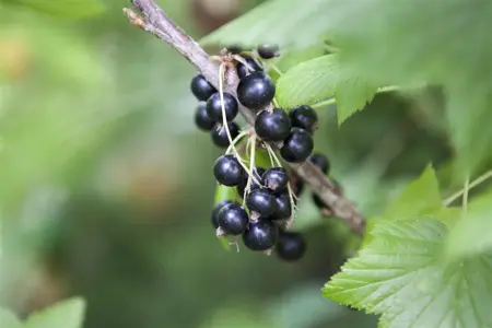 Ribes nigr. 'Black Reward' - 40-50 CM C2 - image 1