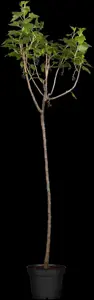 Ribes nigr. 'Black Reward' - 40-50 CM C2 - image 3