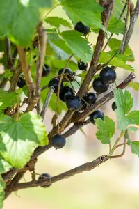 Ribes nigr. 'Ojebyn' - 3 Ltr pot - image 2