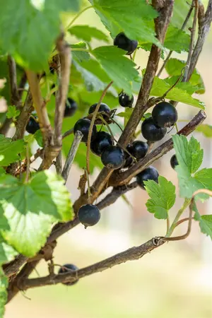 Ribes nigr. 'Ojebyn' - 1.5 Ltr pot - image 2