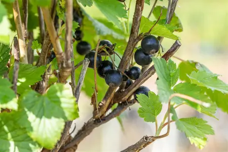 Ribes nigr. 'Ojebyn' - 1.5 Ltr pot - image 1