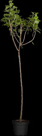 Ribes nigr. 'Silvergieter's Zwarte' - 30-40 CM 2 SH - image 3