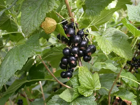 Ribes nigr. 'Titania' - 2 Ltr, single cane - image 3