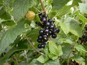 Ribes nigr. 'Titania' - 2 Ltr, single cane - image 3