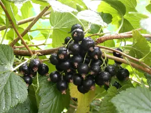 Ribes nigr. 'Titania' - 2 Ltr, single cane - image 4